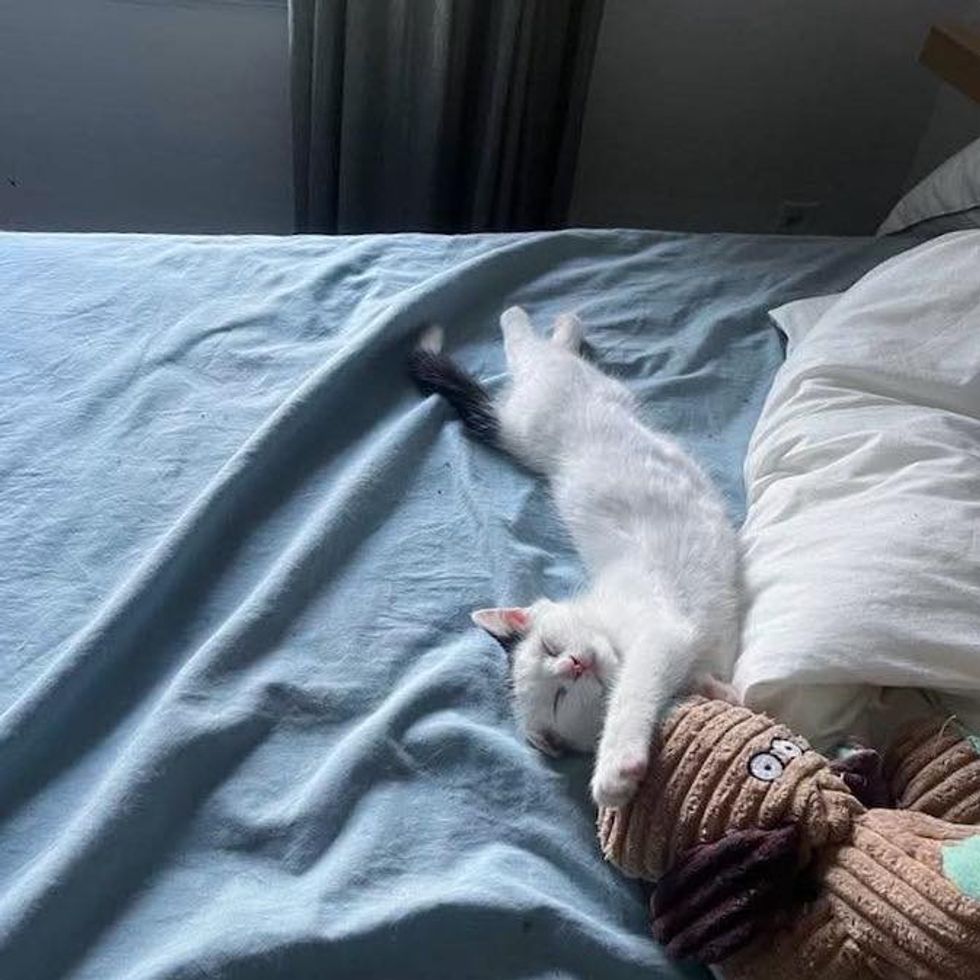 sleeping kitten snuggly