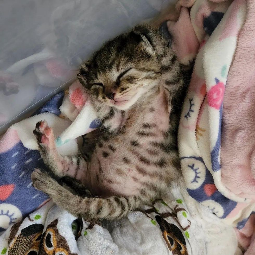 sleeping kitten tabby