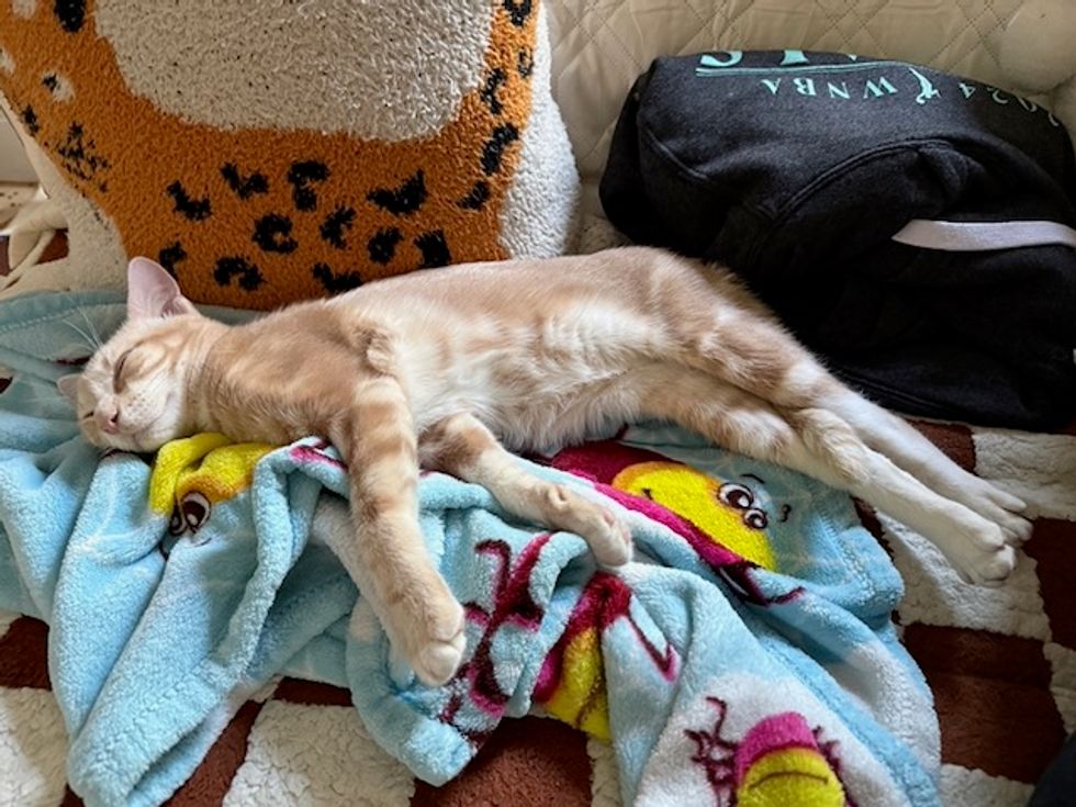 sleeping kitten