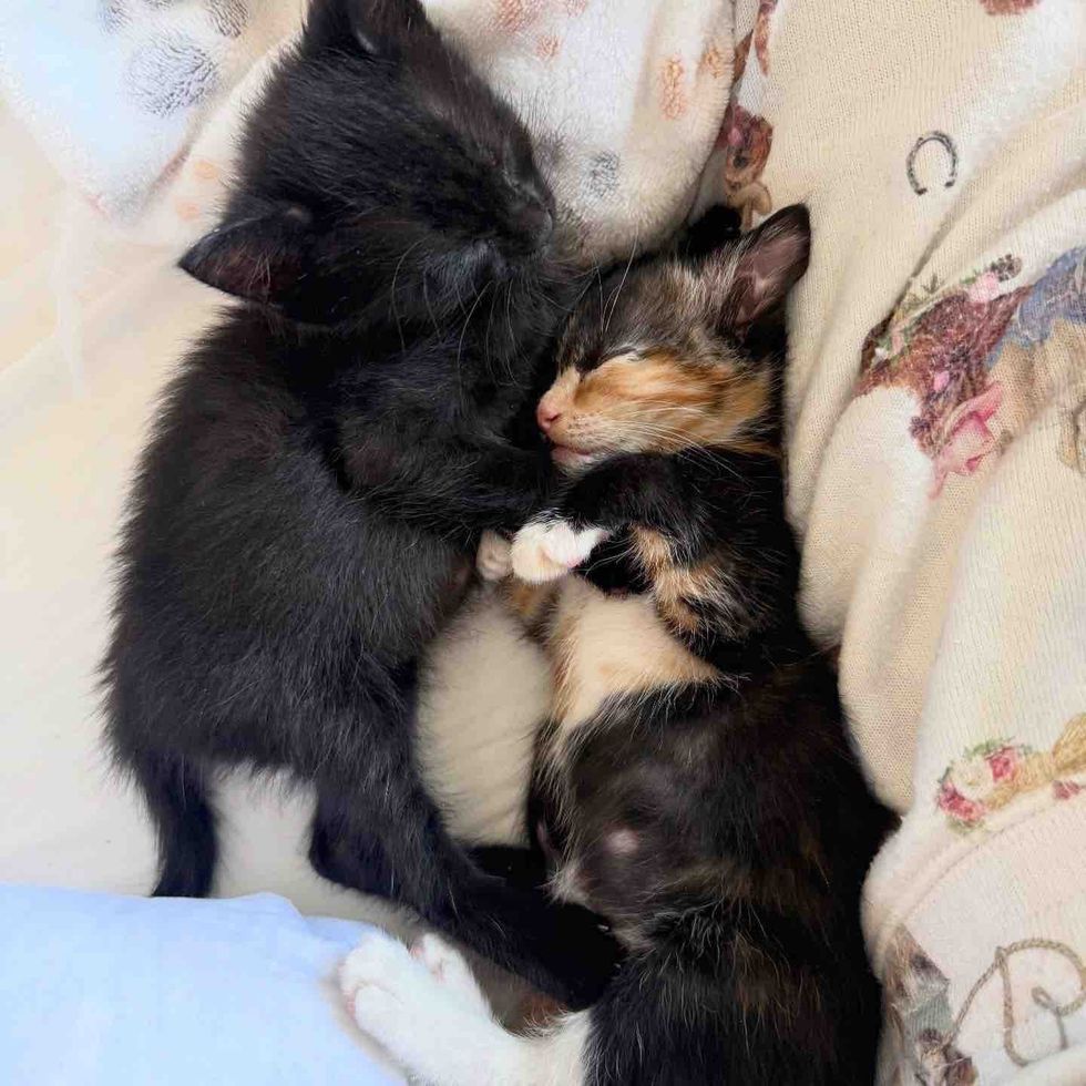 sleeping kittens best friends