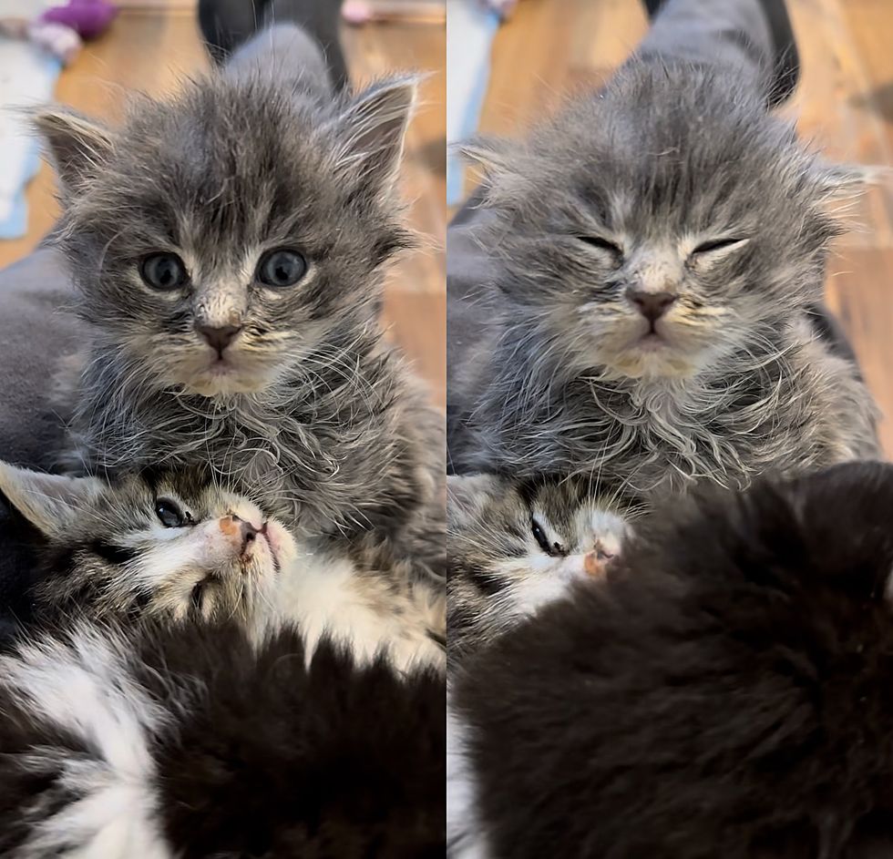 sleeping kittens lap cats