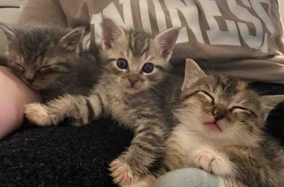 sleeping kittens lap cats