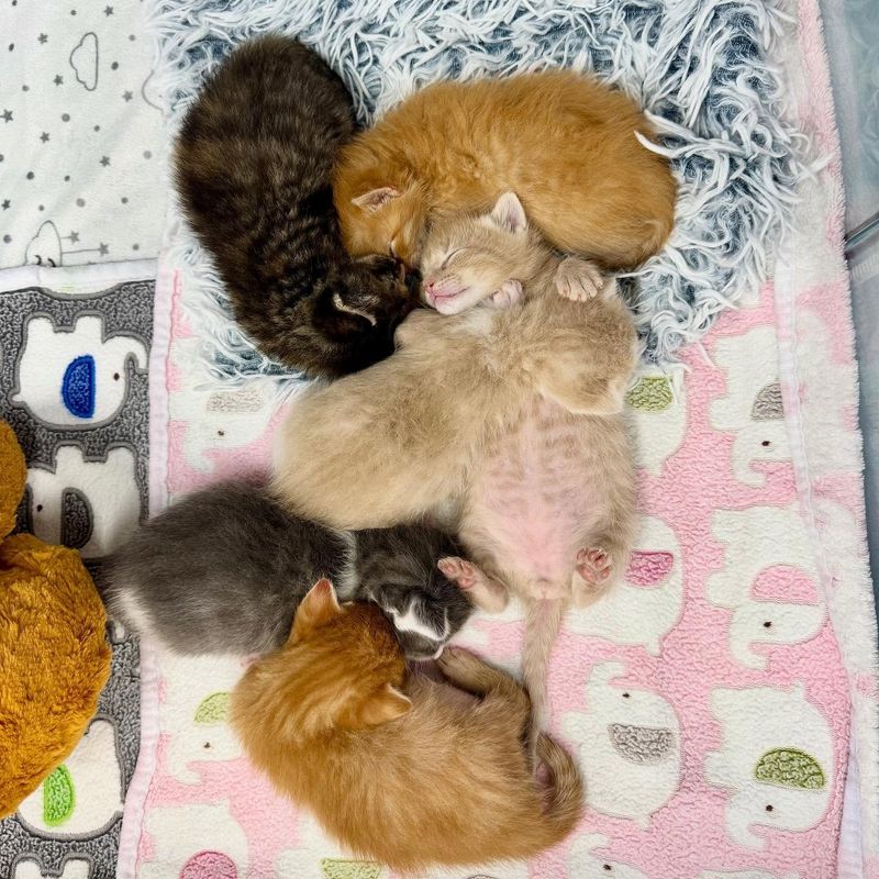 sleeping kittens pile
