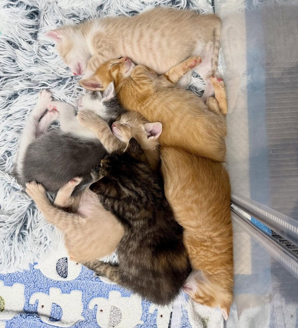 sleeping kittens pile
