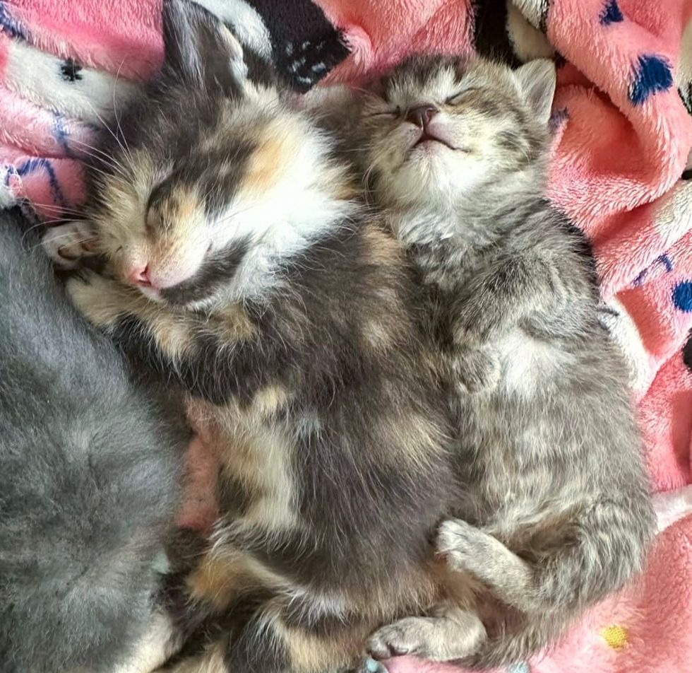 sleeping kittens snuggles