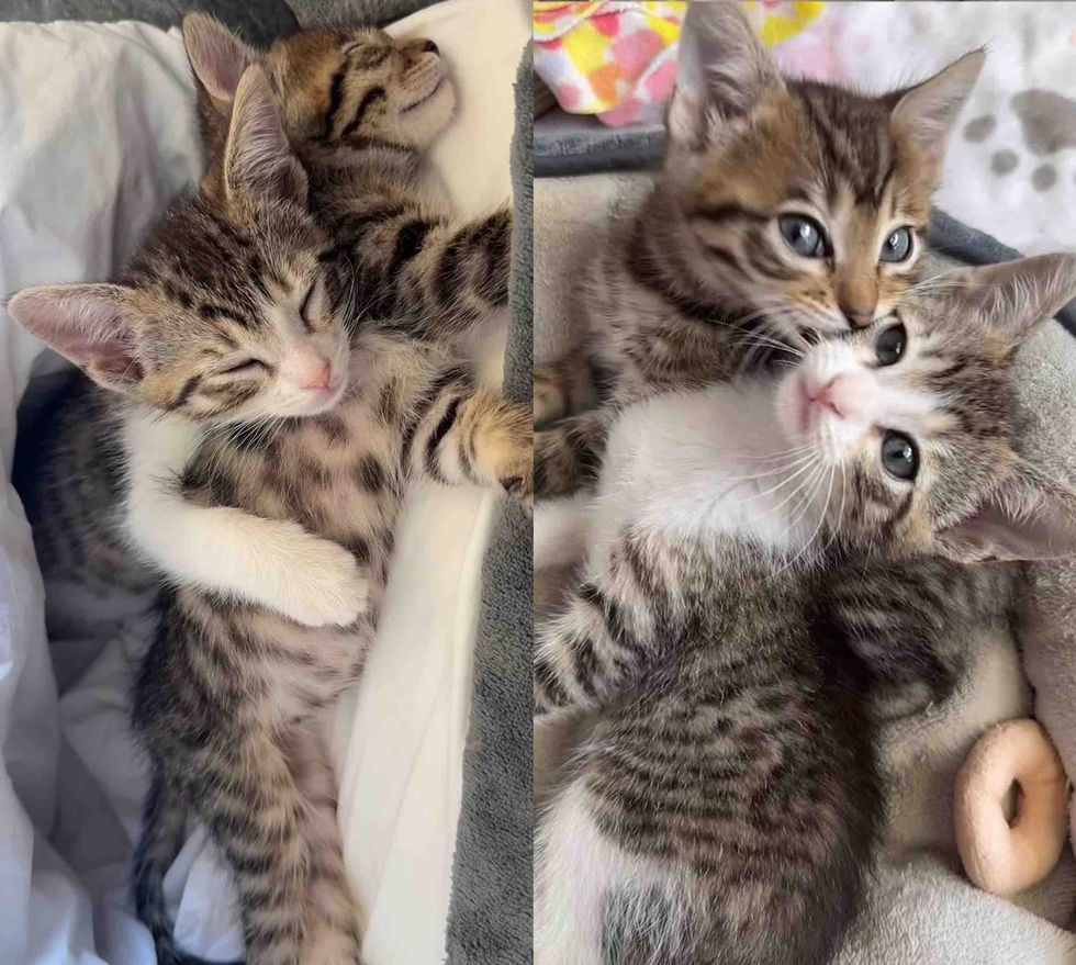 sleeping kittens snuggly