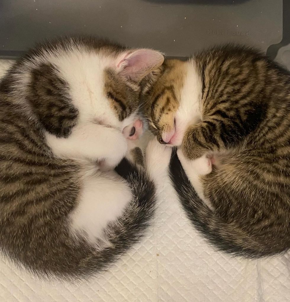 sleeping kittens sweet