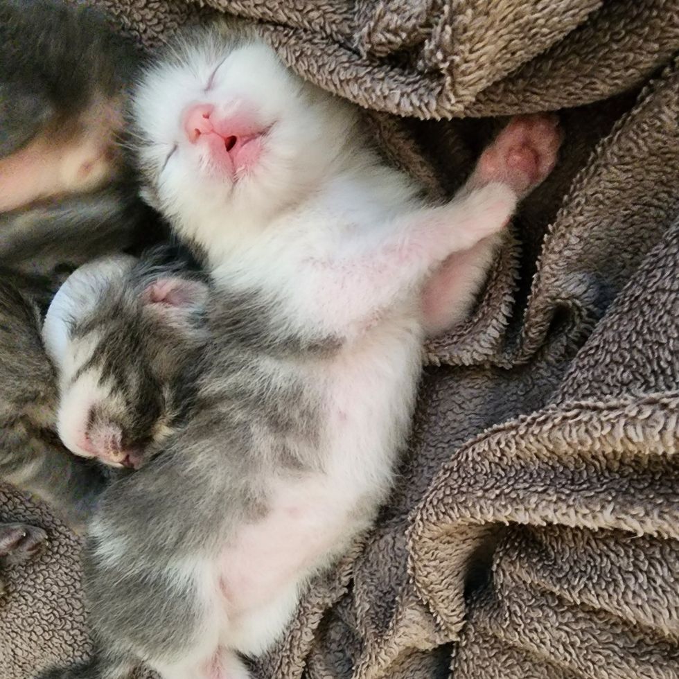 sleeping newborn kitten