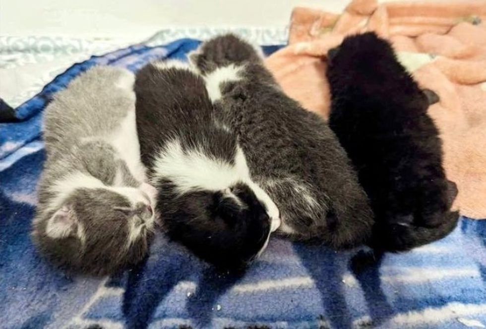 sleeping newborn kittens
