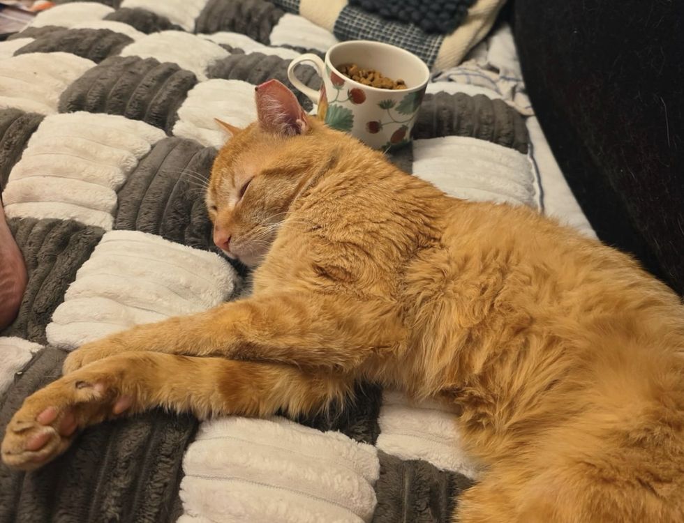 sleeping orange cat