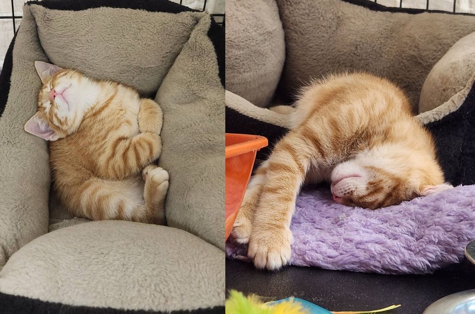 sleeping orange tabby kitten
