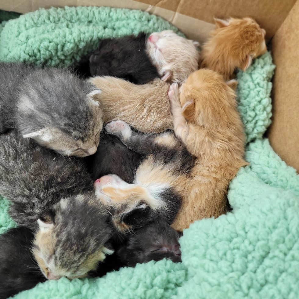 sleeping pile kittens