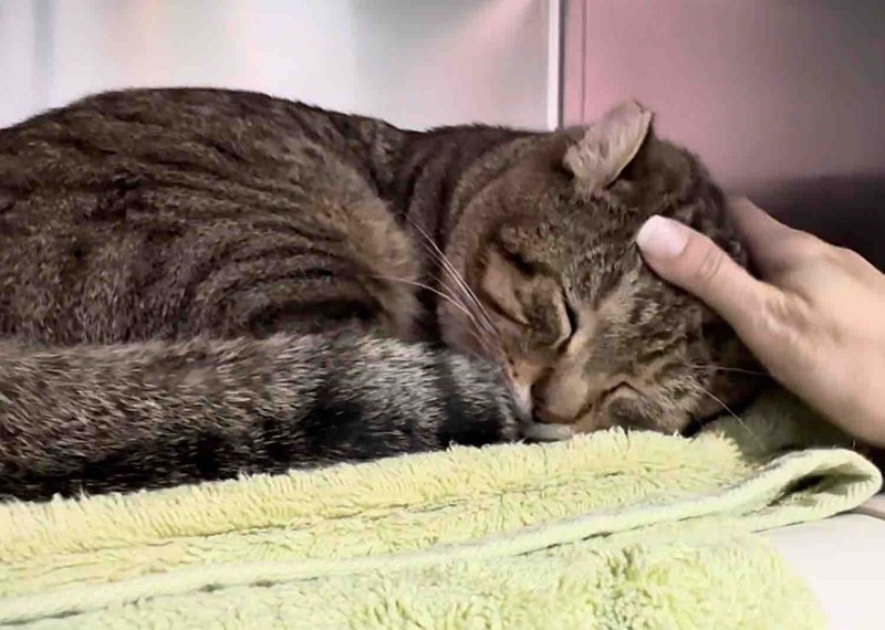 sleeping shelter cat