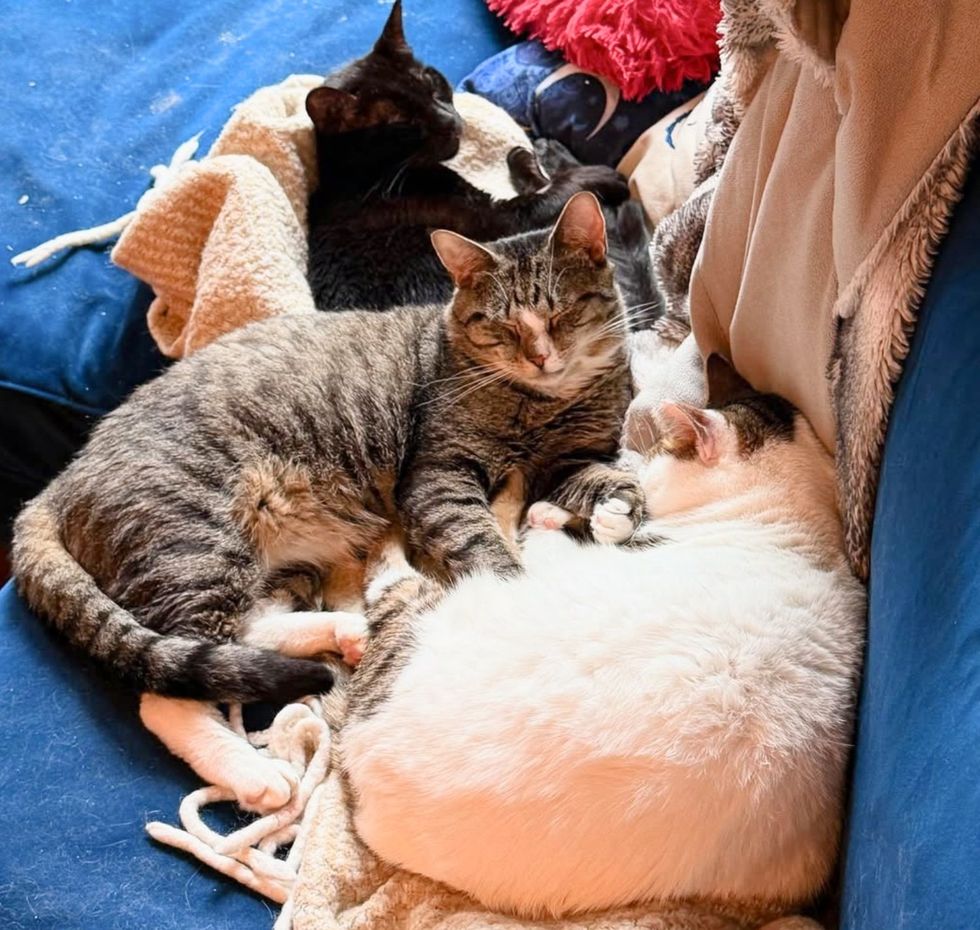 sleeping snuggly cat friends