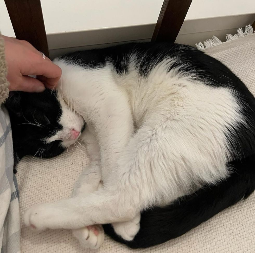 sleeping snuggly cat