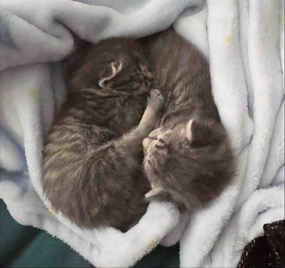 sleeping snuggly kittens