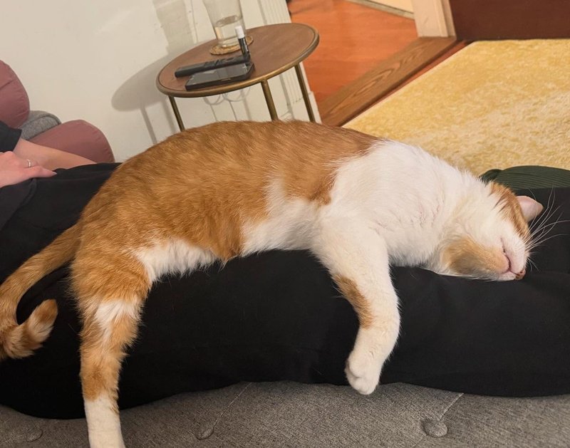 sleeping snuggly lap cat