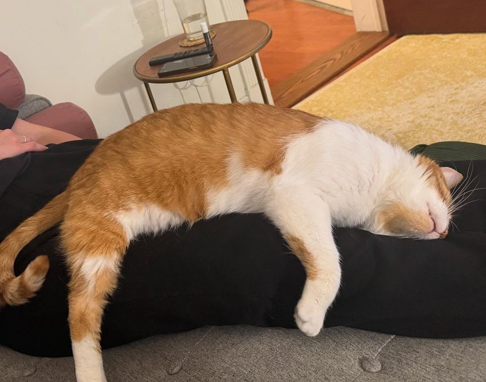 sleeping snuggly lap cat