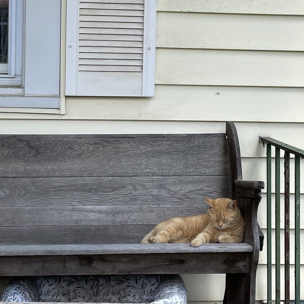sleeping stray cat bench