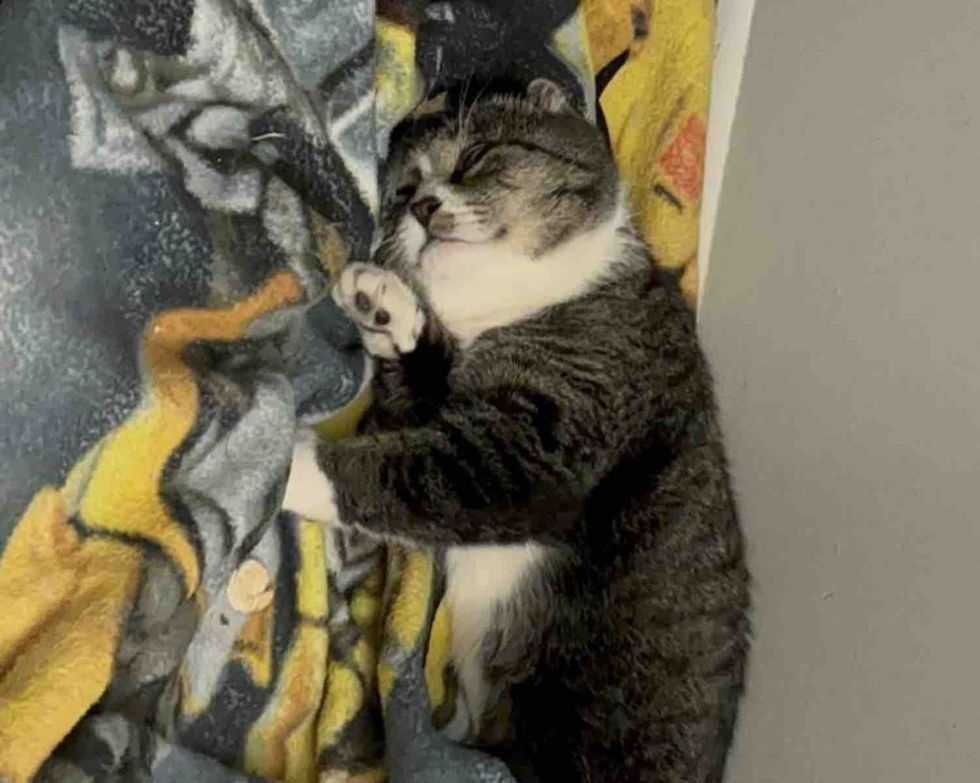 sleeping tabby cat happy