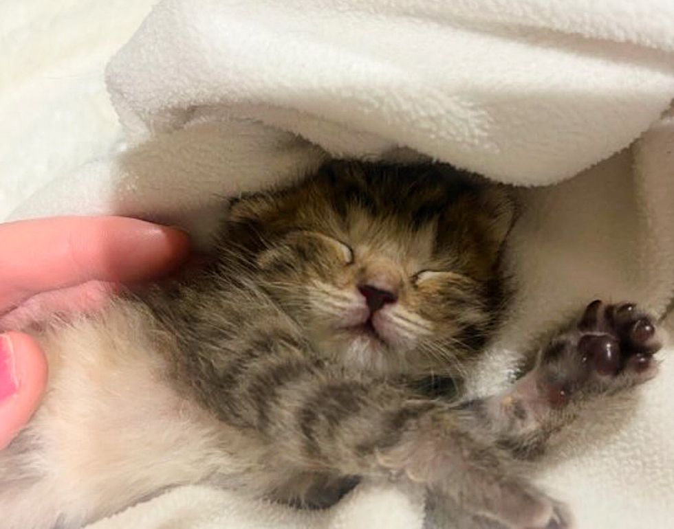 sleeping tabby kitten smile