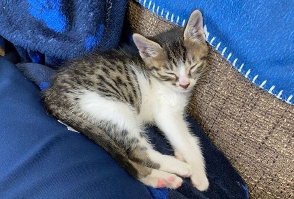 sleeping, tabby kitten