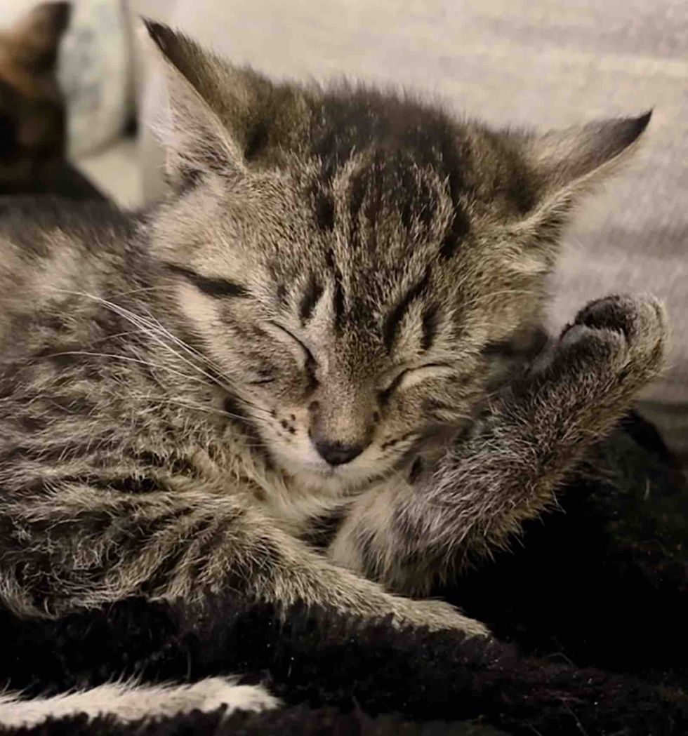 sleeping tabby kitten