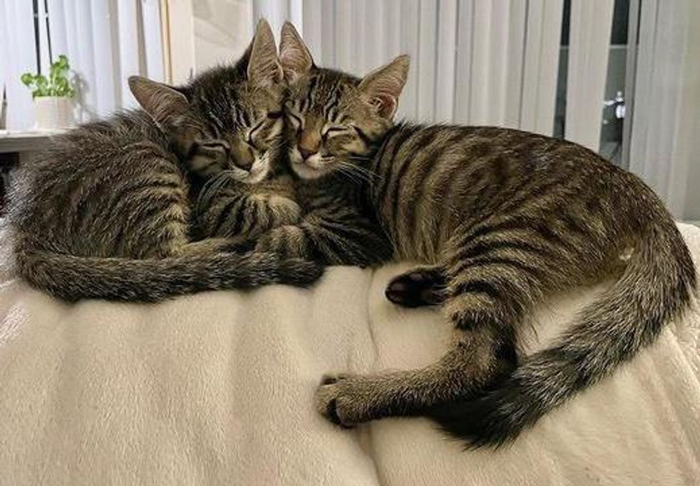 sleeping tabby kittens