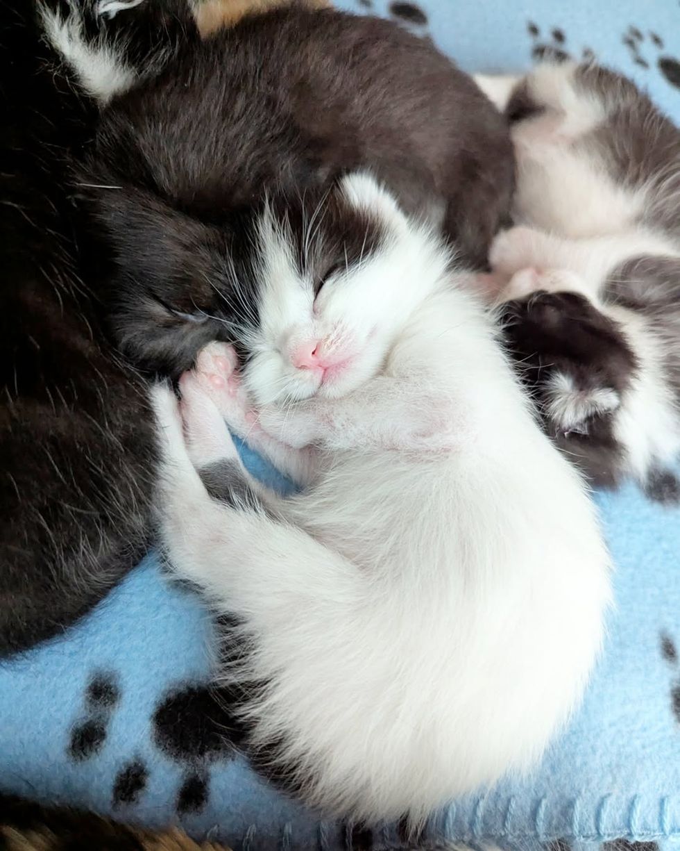 sleeping tiny kitten