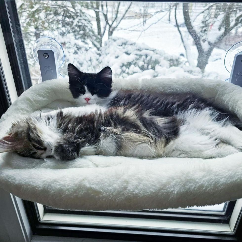 リラックスしている2匹