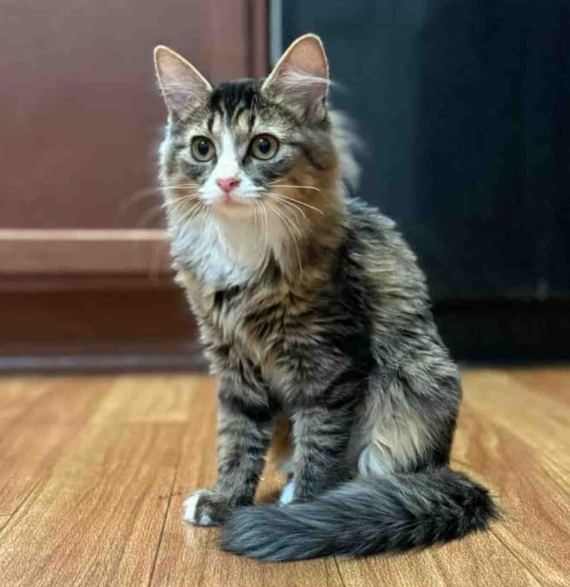 small fluffy young cat