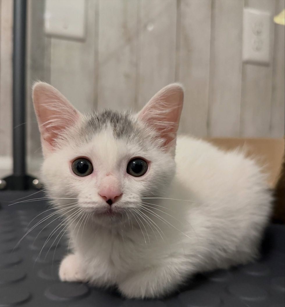Small white and gray kitten crouched low on the floor, looking up with wide eyes.