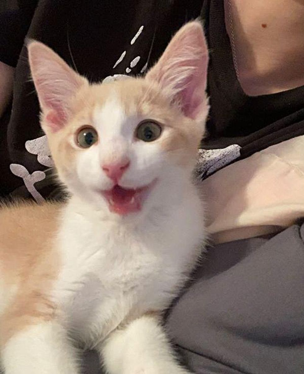 smiley kitten beesley
