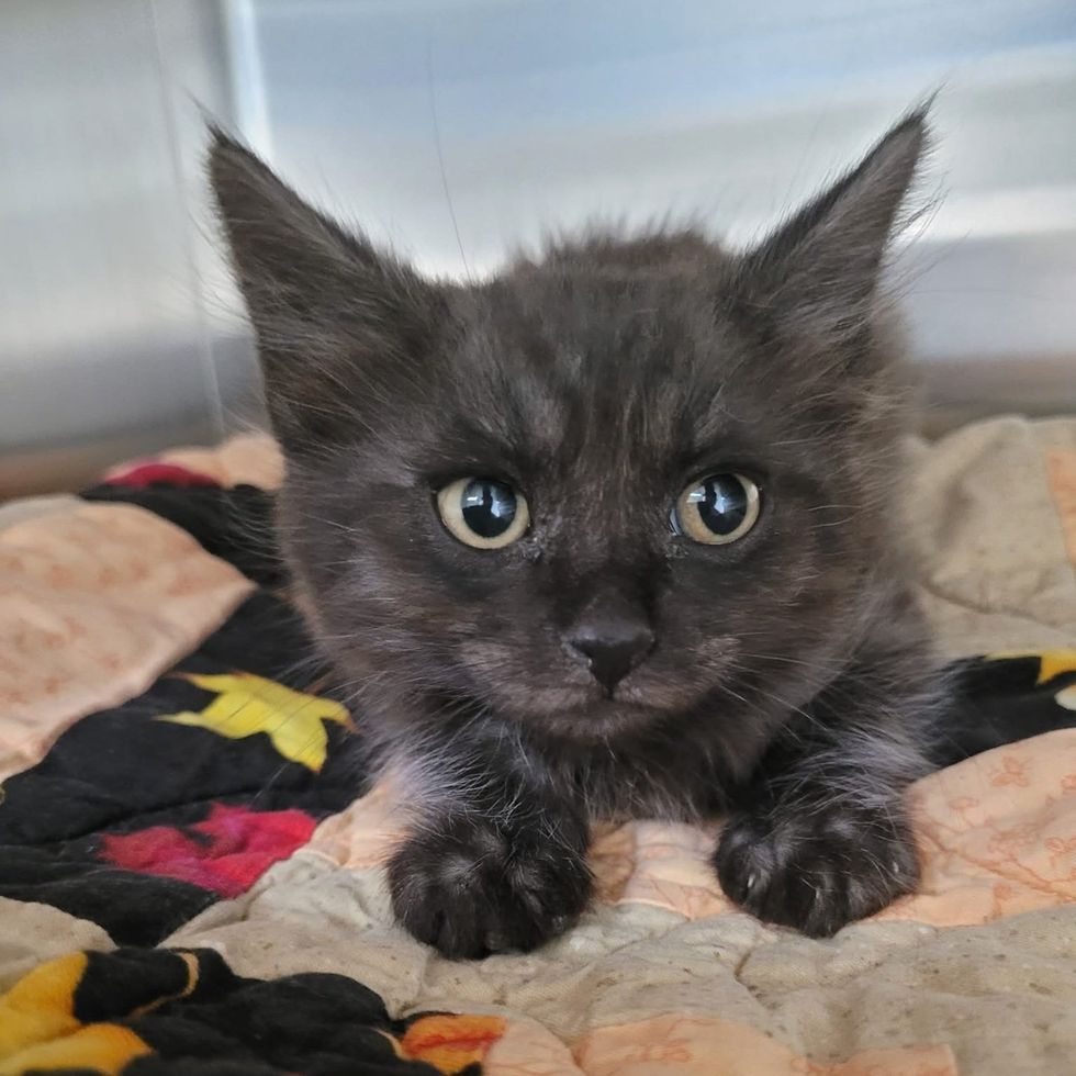 Smoky gray kitten lying flat on a quilt, looking directly at the camera.