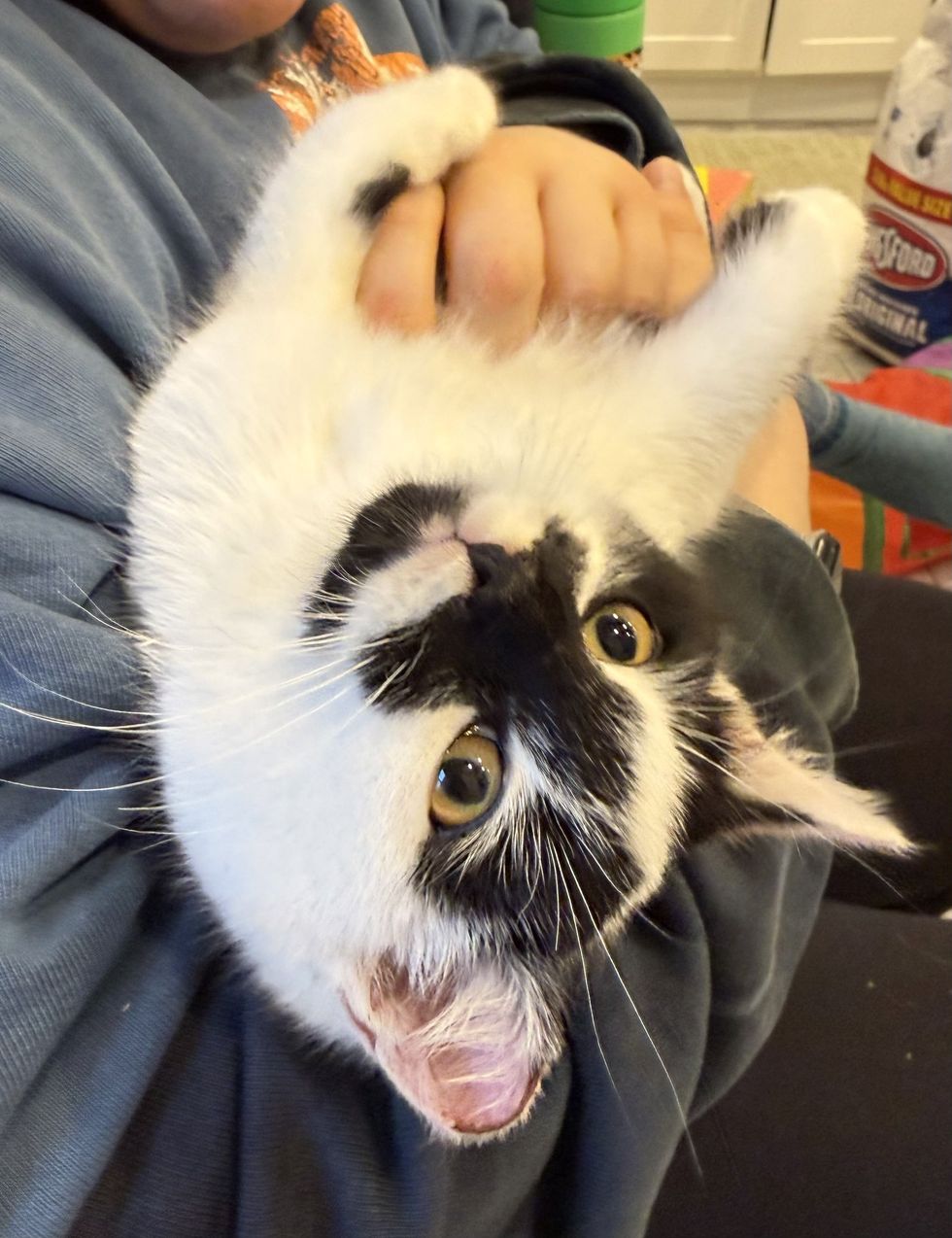 snuggle kitten in arms