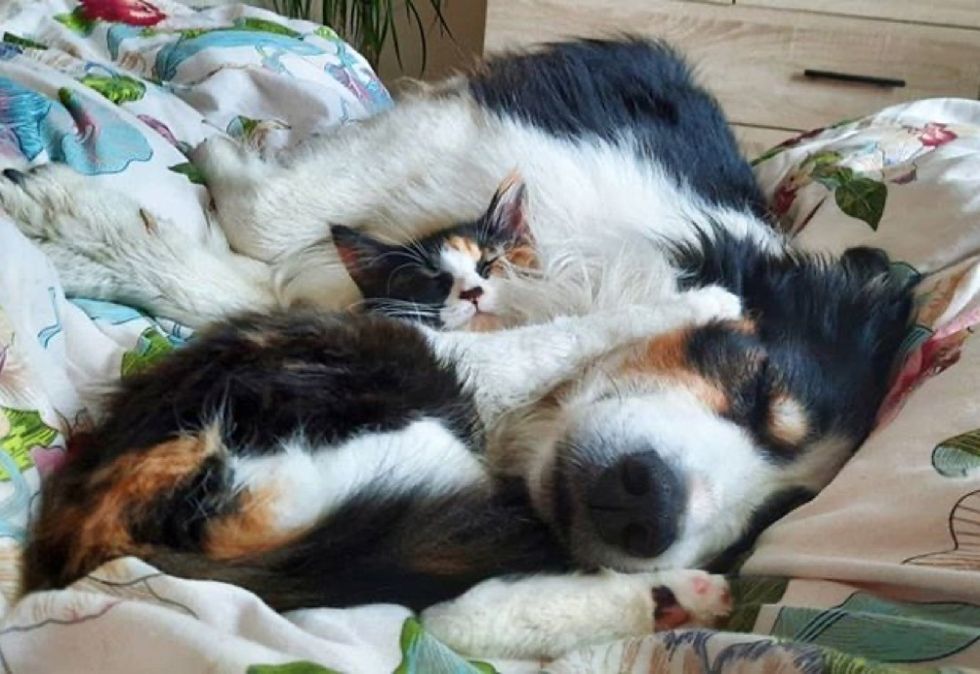 snuggles, cuddles, kitten, dog