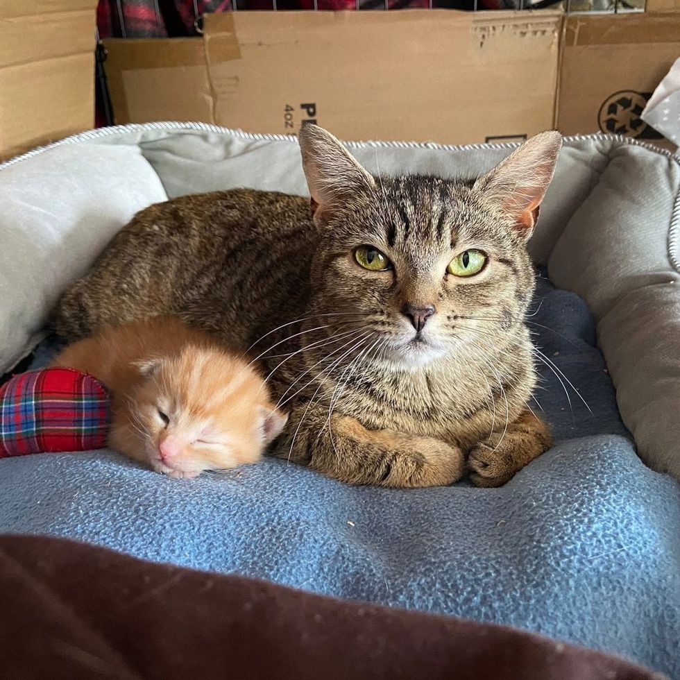 snuggles kitten cat bed