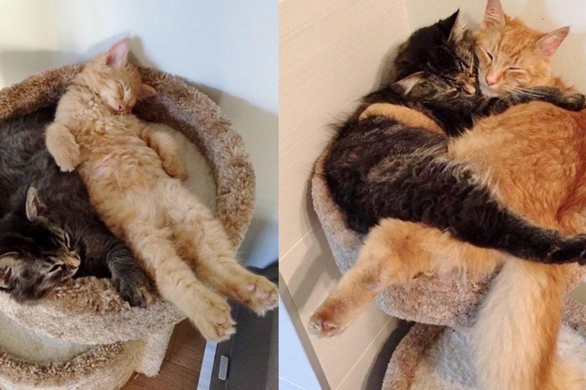 snuggling cats outgrowing cat bed
