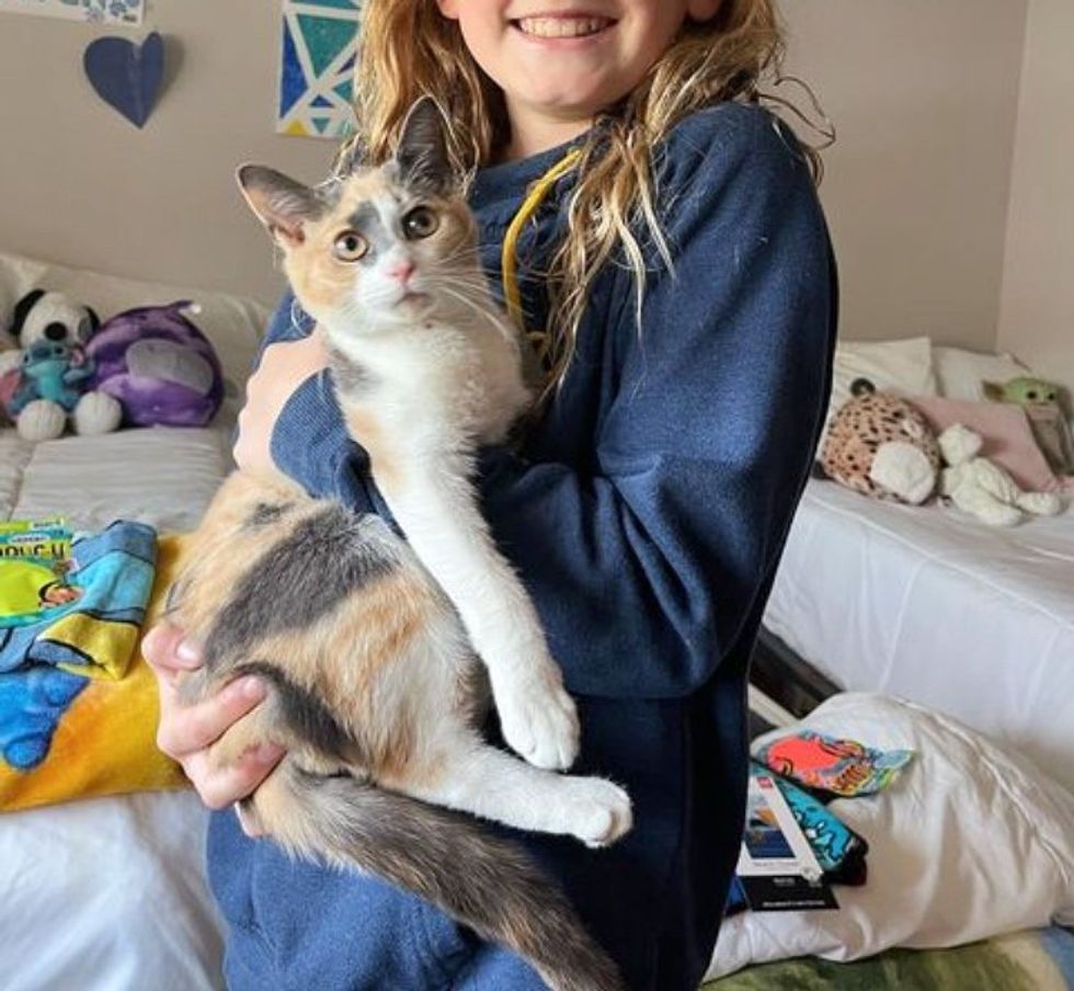 snuggly calico cat chiffon