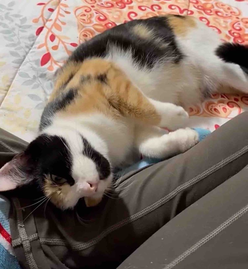 snuggly calico cat