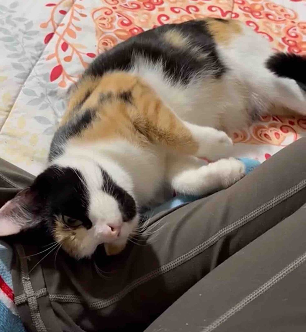 snuggly calico cat