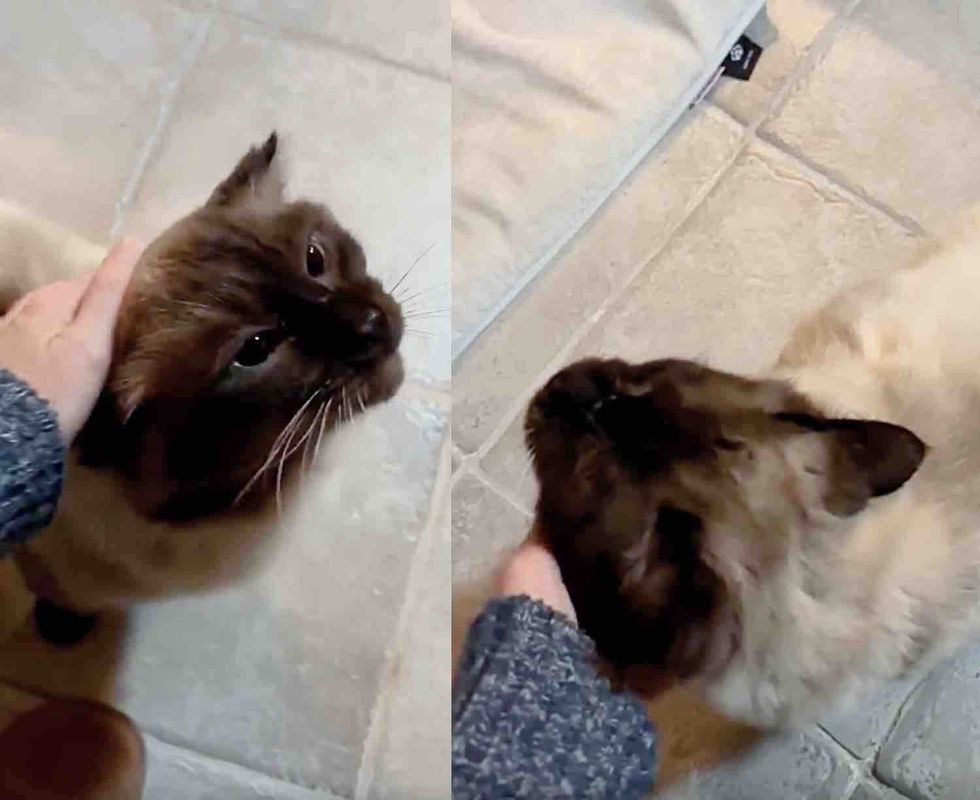 snuggly cat affection