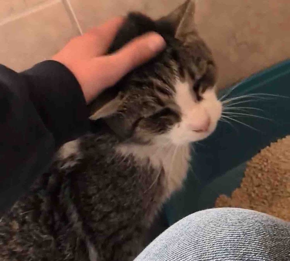 snuggly cat affectionate pets