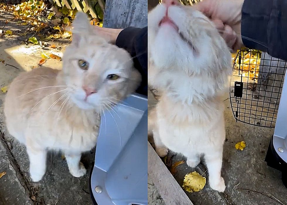 snuggly cat affectionate