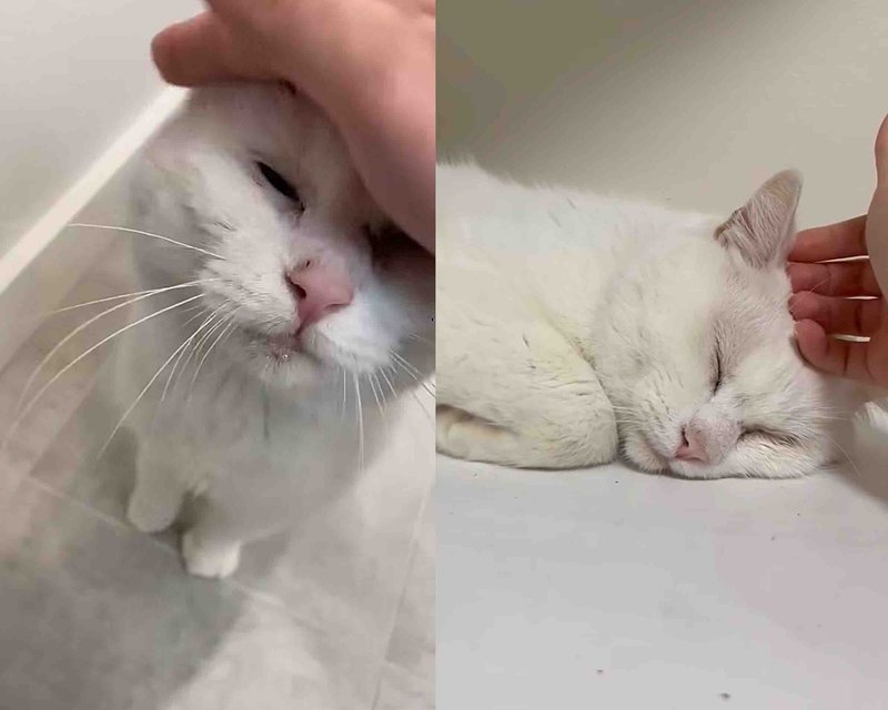 snuggly cat affectionate