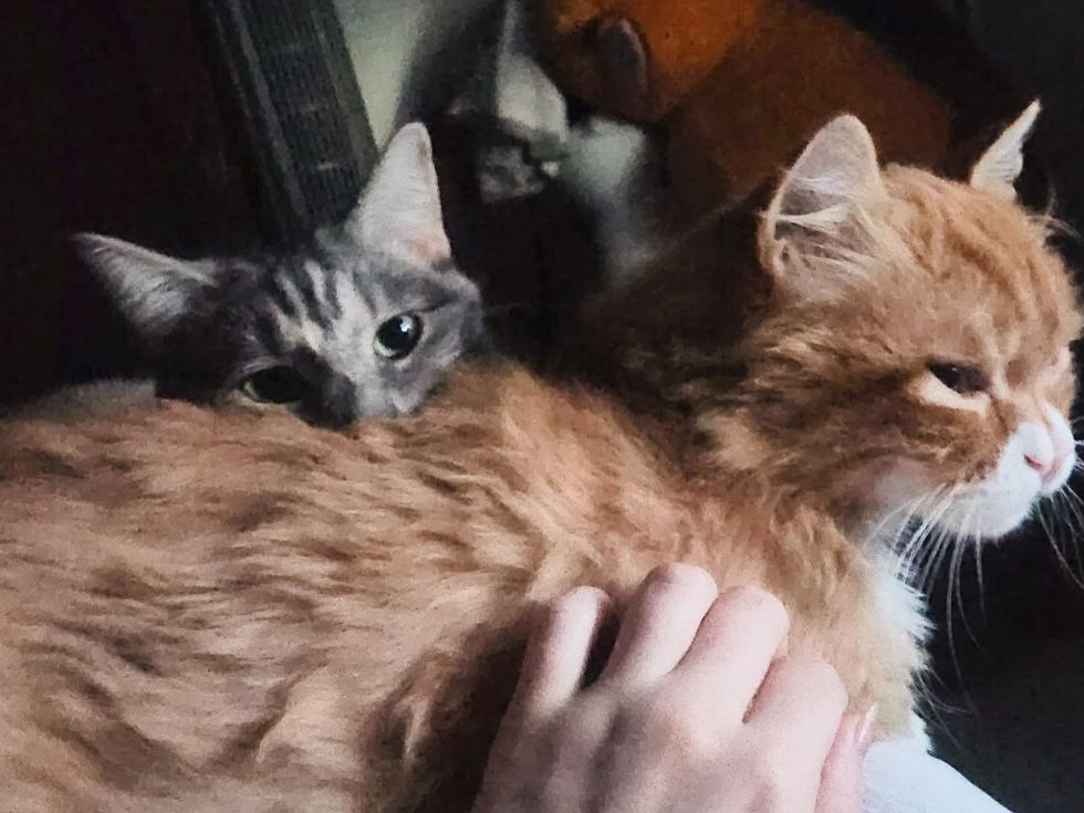 snuggly cat best friends