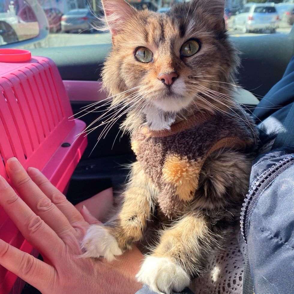 snuggly cat car ride