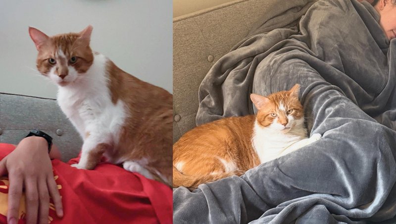 snuggly cat couch