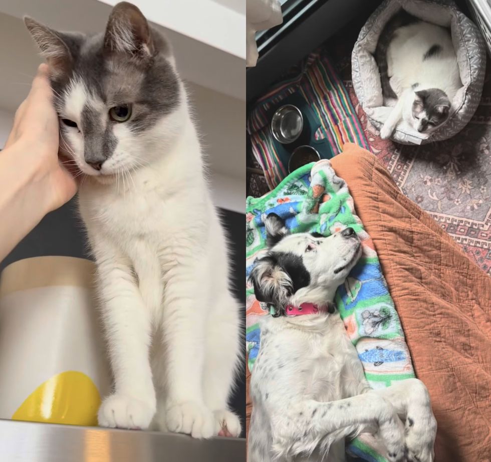 snuggly cat dog friend