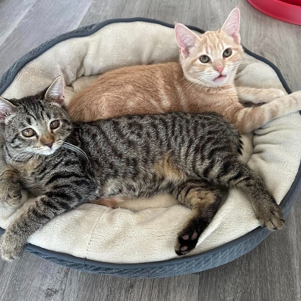 snuggly cat friends bed